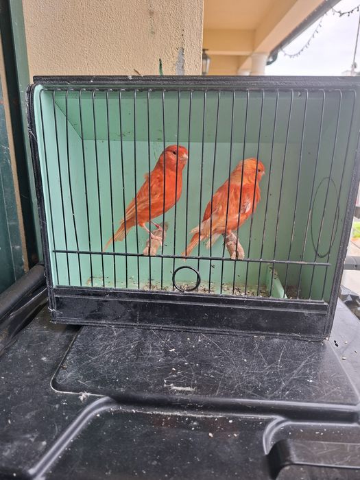 Canários vermelhos