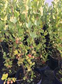 Agrest bezkolcowy  duży Ribes  'Capivator owocuje