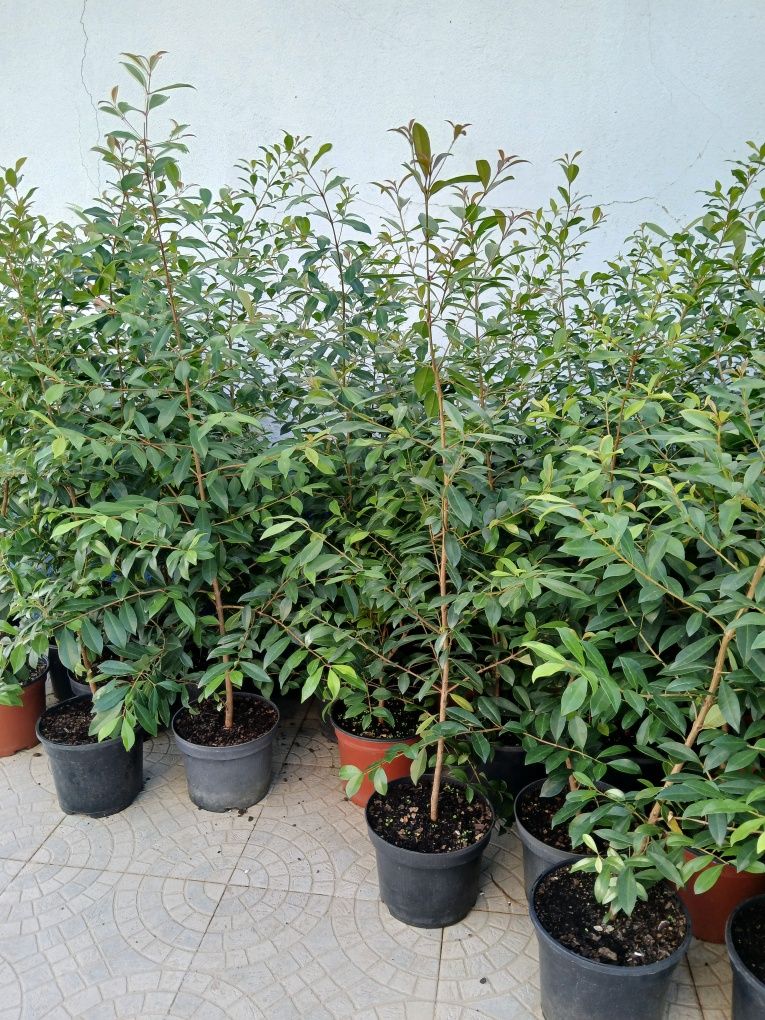 Eugénias myrtifolia