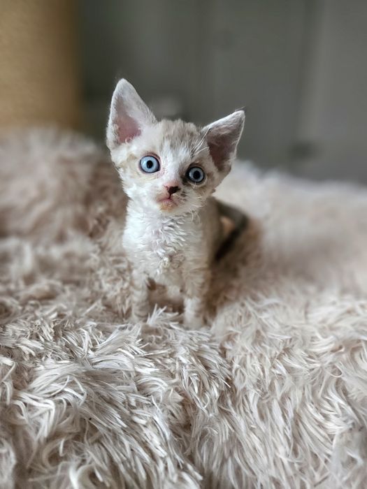 Kocurek Devon Rex czarny point