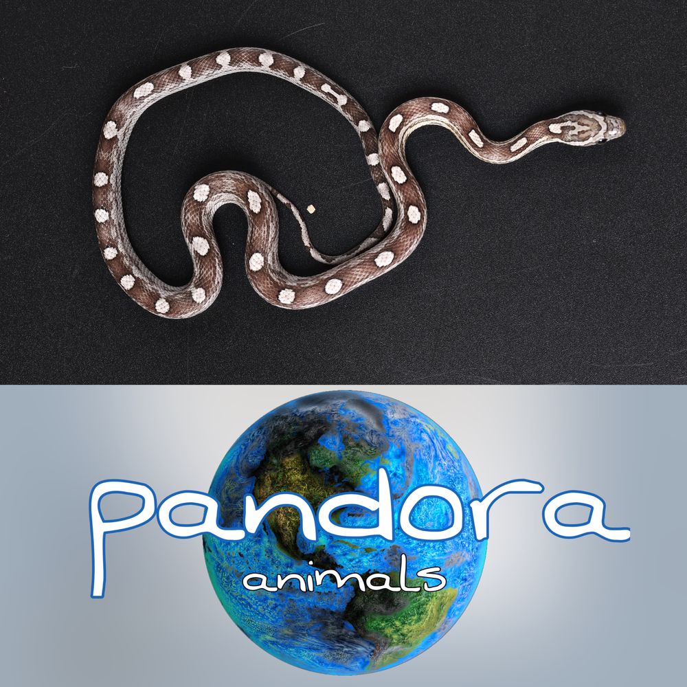 Змія маїсовий полоз Pantherophis guttatus