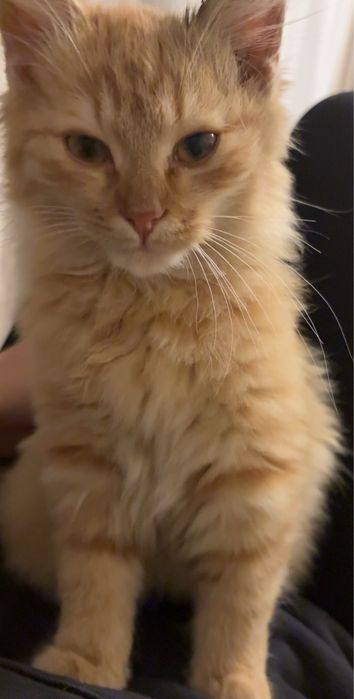 Zaginął maly kotek !