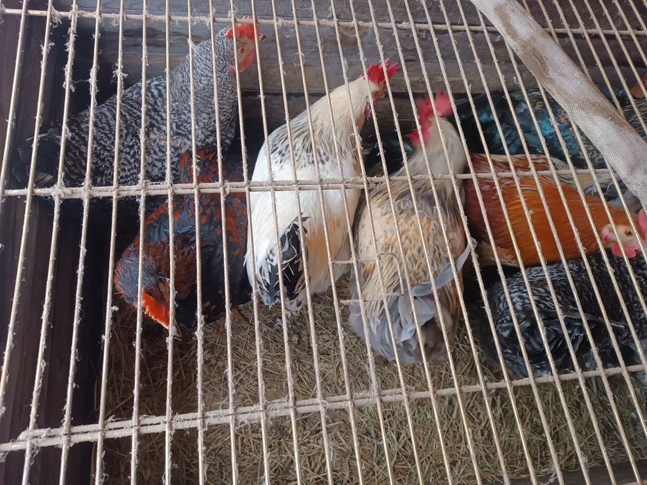 Koguty młode kolorowe