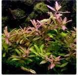 Hygrophila Polysperma 'Sunset', sri lanka, maror roslina do akwarium