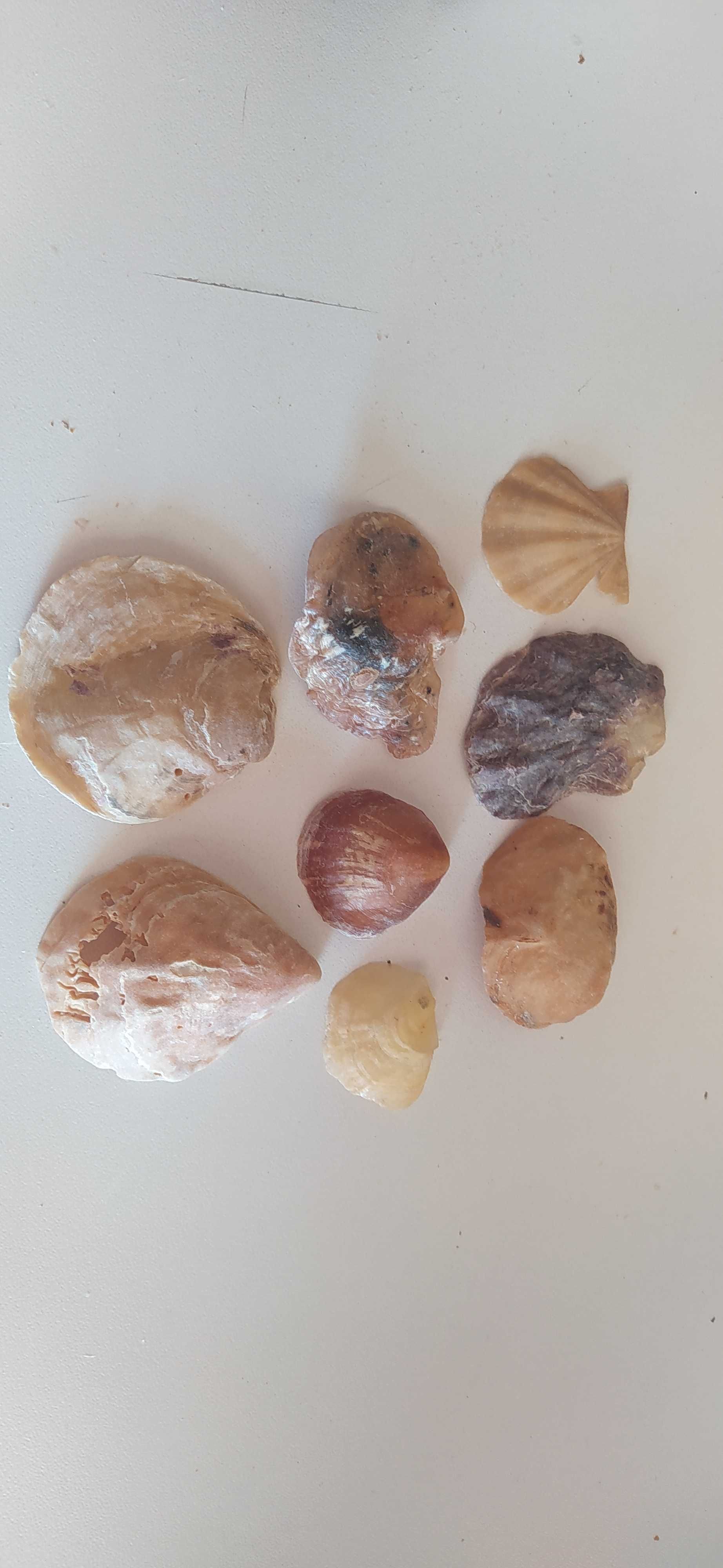 Conchas ( inteiras e partidas, algumas raras)