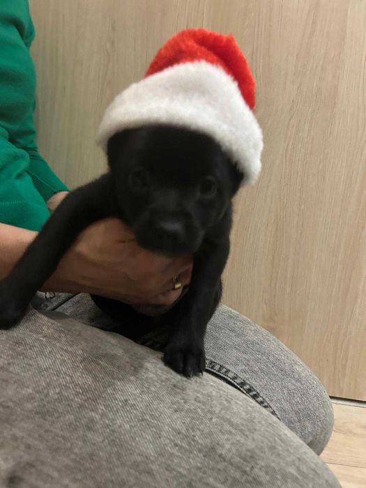 Szczeniaki mieszańce