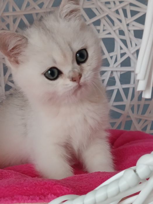 Ласкавий хлопчик вільний