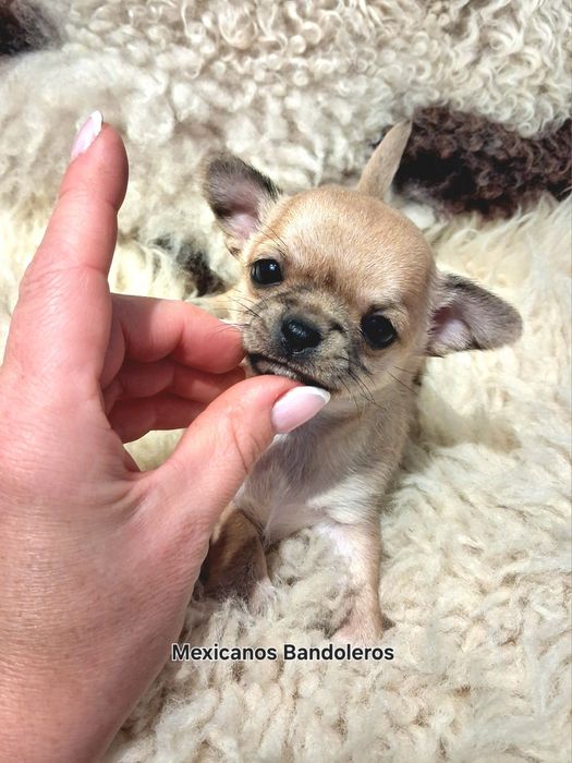 NAJPIĘKNIEJSZA MINI KRÓLEWNA chihuahua.  Krótkowłosa dziewczynka !