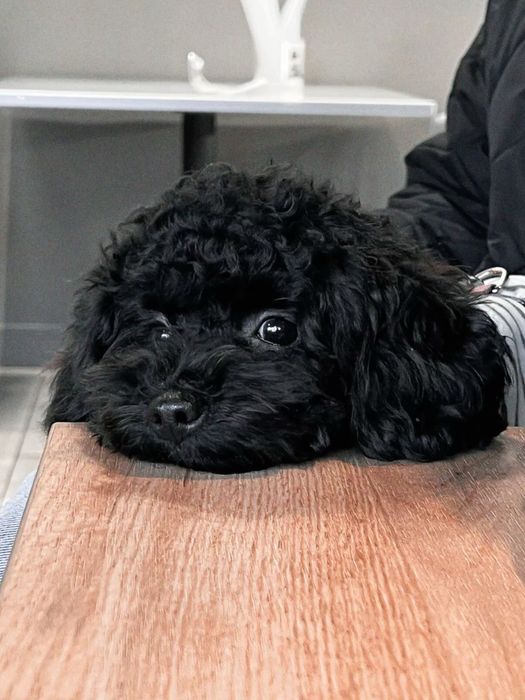 Продам рідкісного чорного Мальтипу Міні