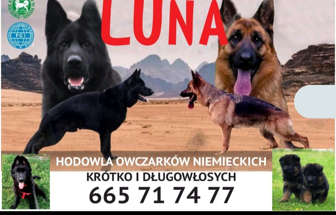 Owczarek niemiecki długowłosy