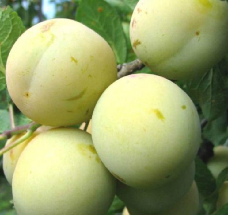 Персик Груша Яблуня Черешня Вишня Абрикоса Азиміна Ківі Магнолії Піони