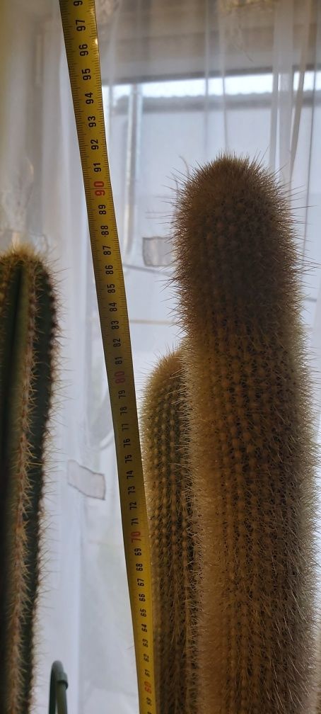 Kolekcja kaktusów