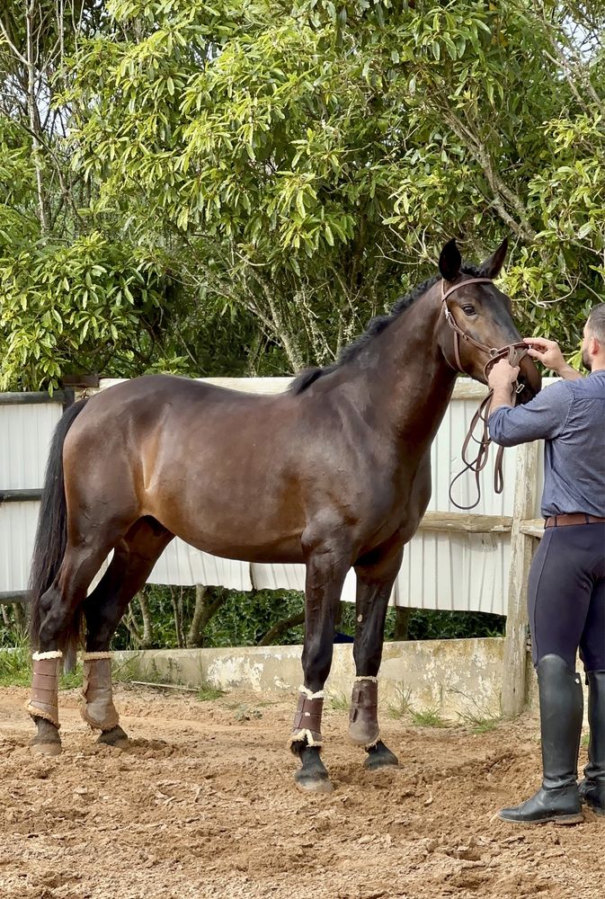 Cavalo Veiga manso para todos os cavaleiros