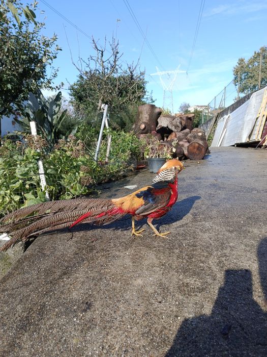 Faisão Dourado macho