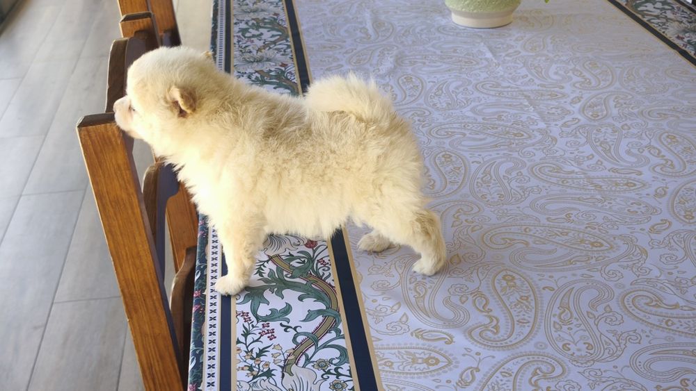 Spitz alemão lulu da Pomerânia entrego em todo o país