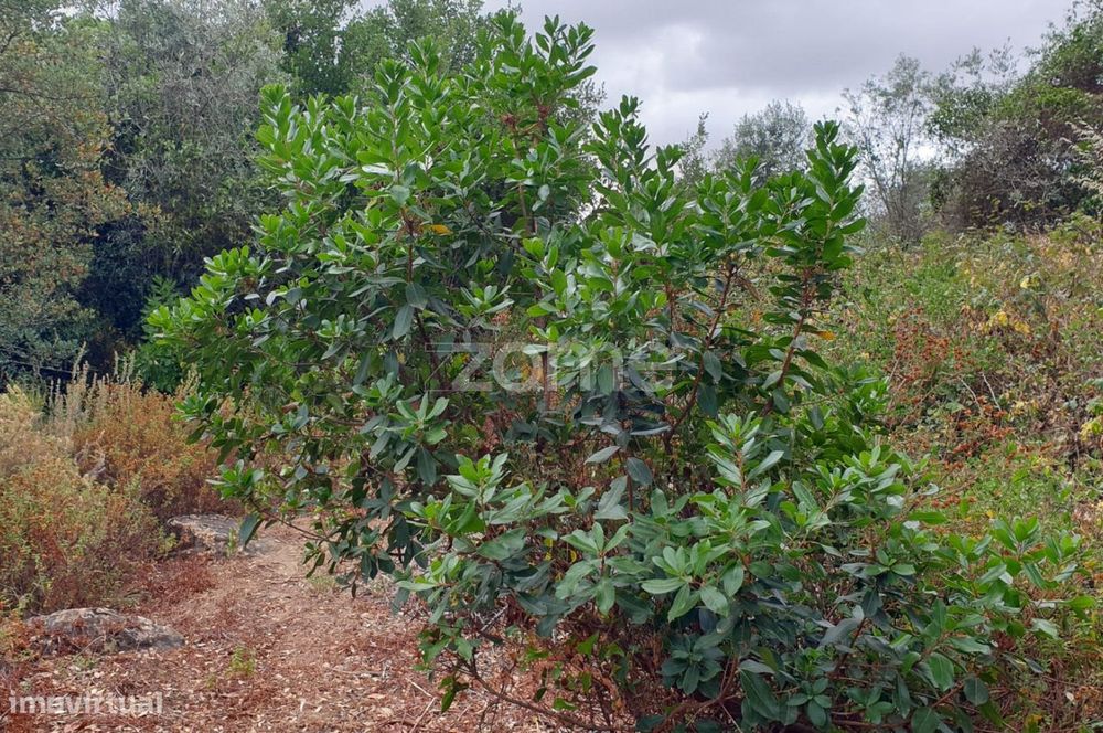 Terreno 5,5 ha com projeto turístico aprovado – Borba, Alentejo