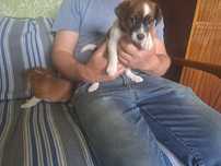 Sprzedam pieska Jack Russell terrier