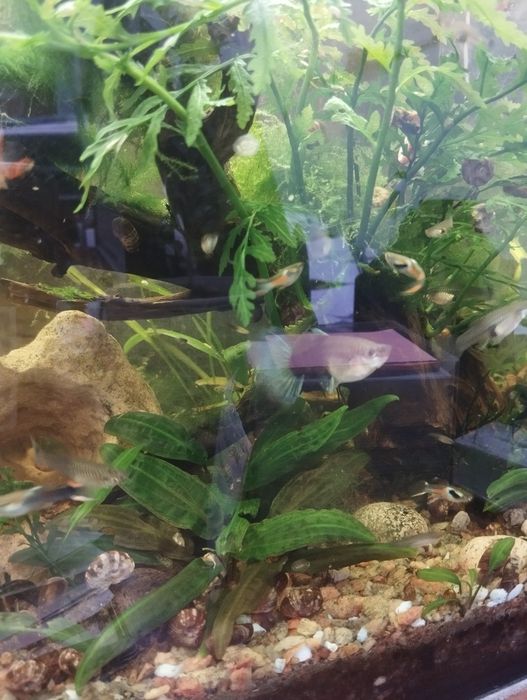 Гуппи, бесплатно