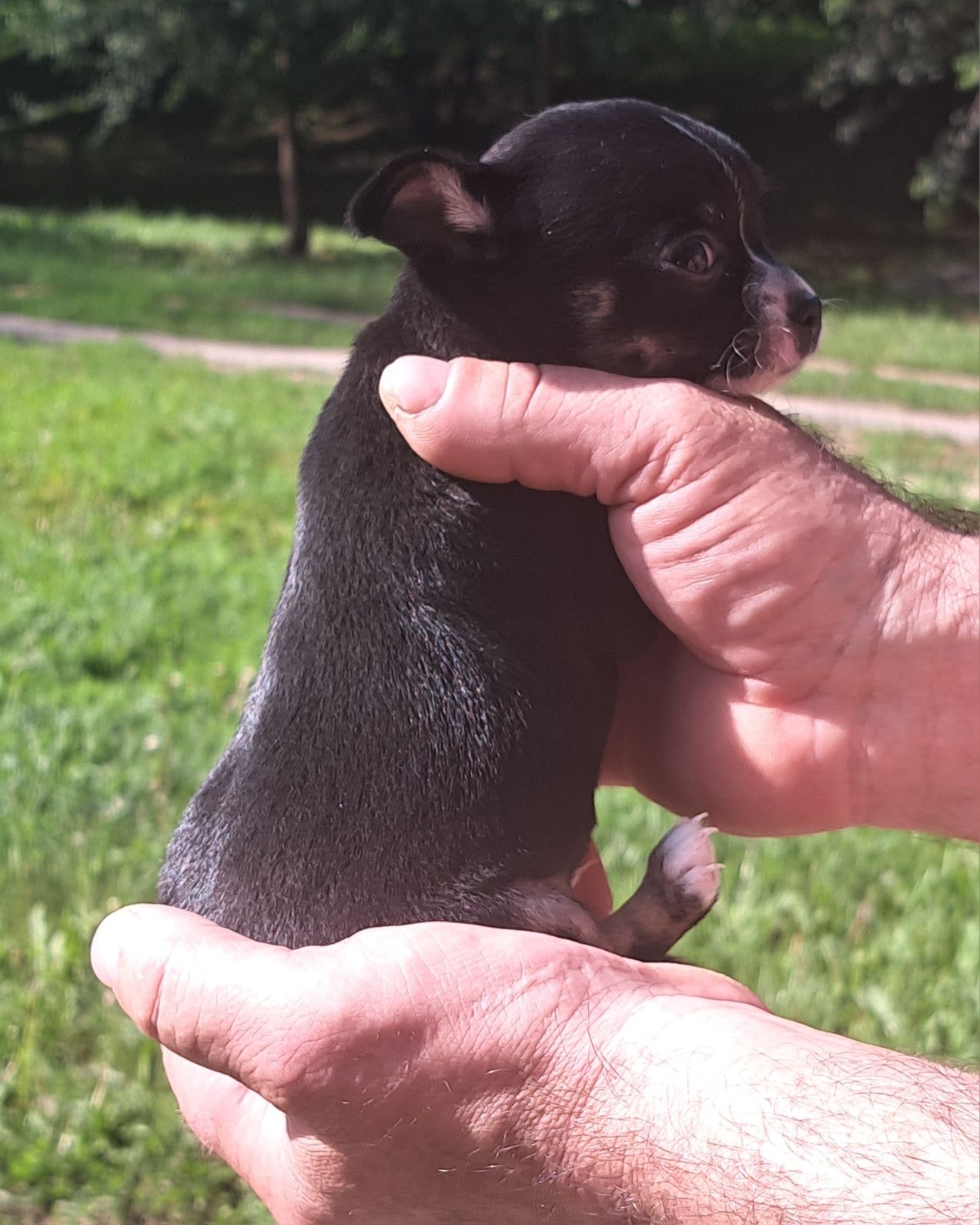Sprzedam małego chihuahua!
