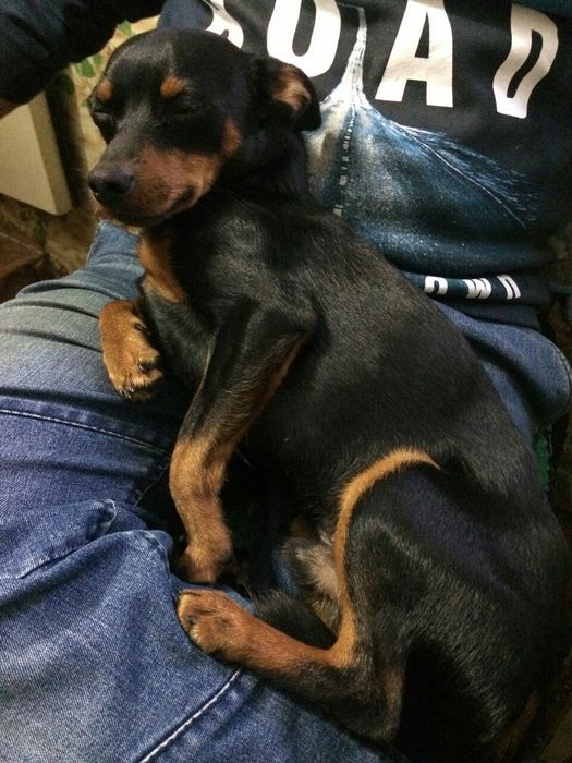 Вязка карликовый пинчер