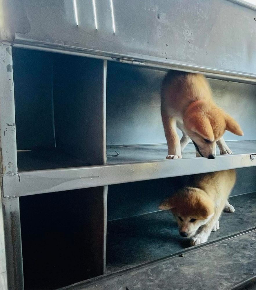 Akita Inu Japońska szczeniak ZKwP/FCI rodowód