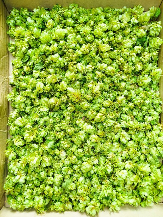 Шишки хмелю.збір 2025