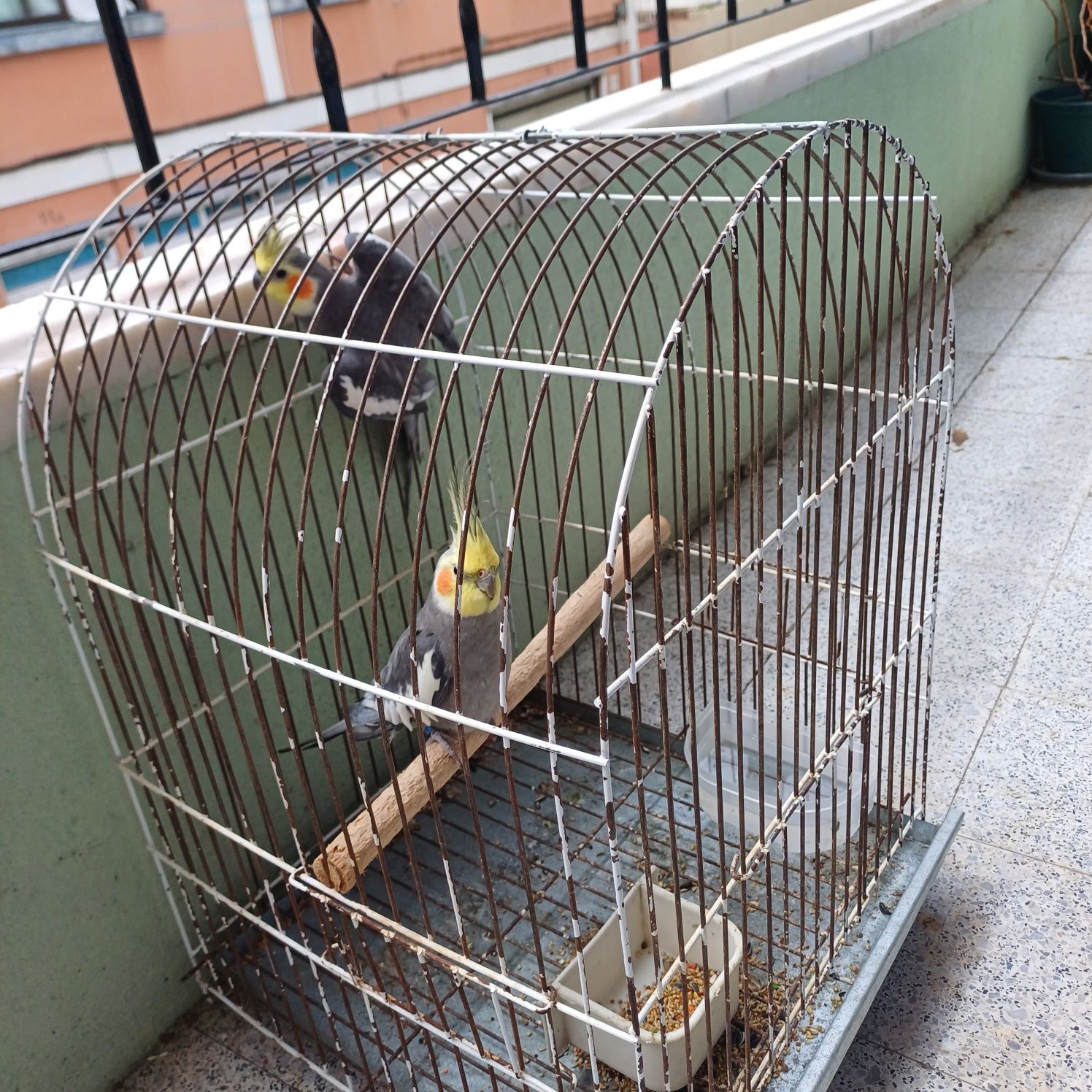 Vendo casal decaturras com gaiola 50€