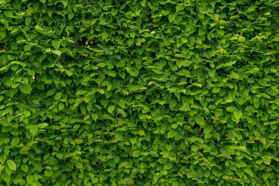 Grab Pospolity(Carpinus Betulus), wys. 4-5m,obwód pnia 8-10cm z gruntu