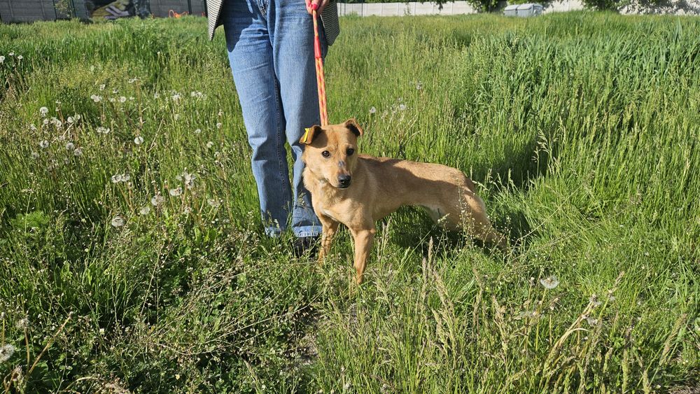 Невеличка стерилізована руденька собачка шукає господарів!