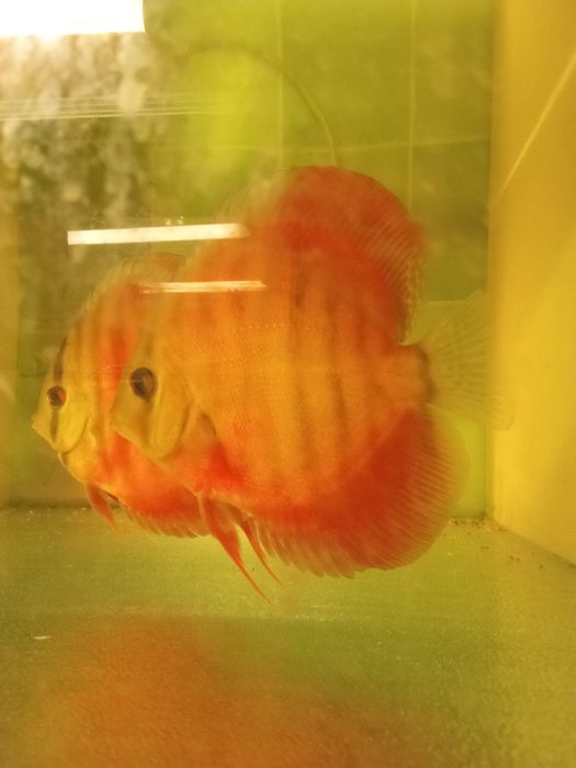 Sprzedam dorosłe pigeony i redrolsy