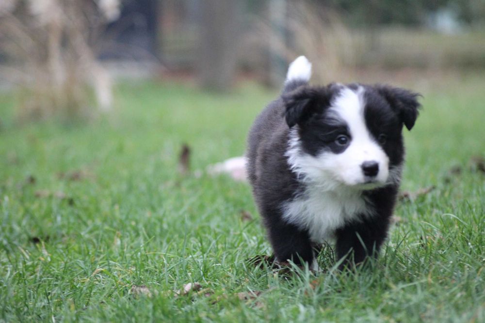 Border collie ZKwP FCI show