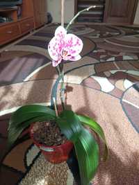 Продам орхідеї, стандарт, та камбріїї