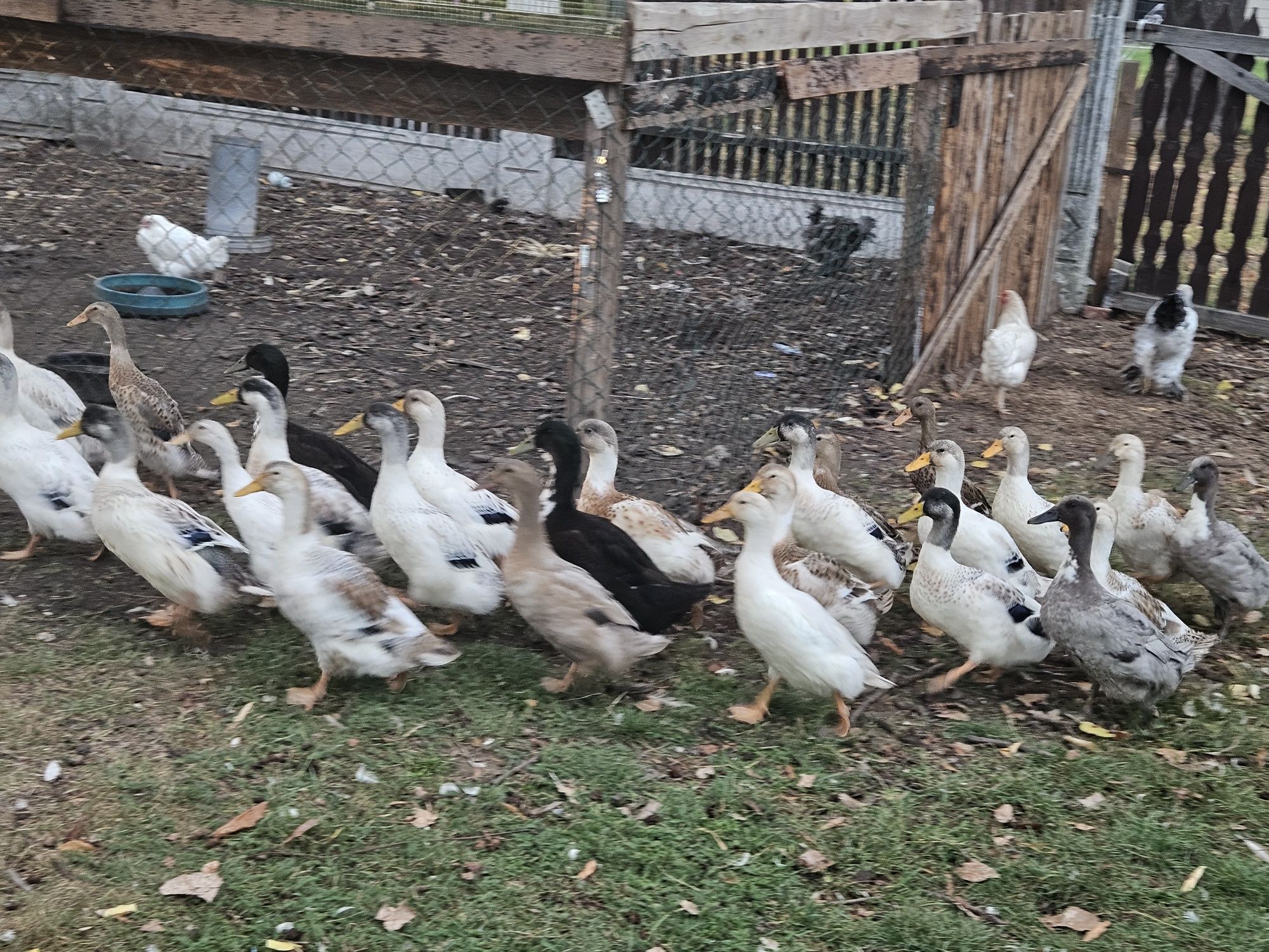Młode kaczki i kaczory