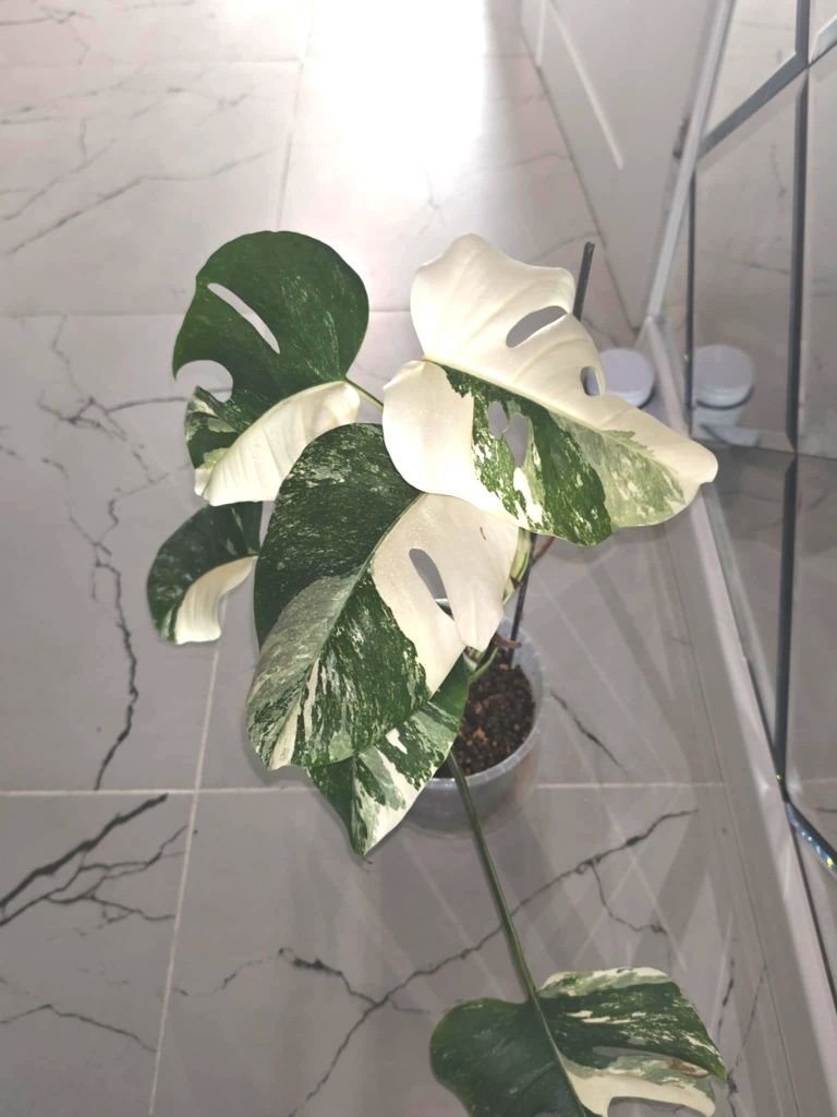 Monstera Variegata 6 liści piękna dorosła roślina 50 cm half moon