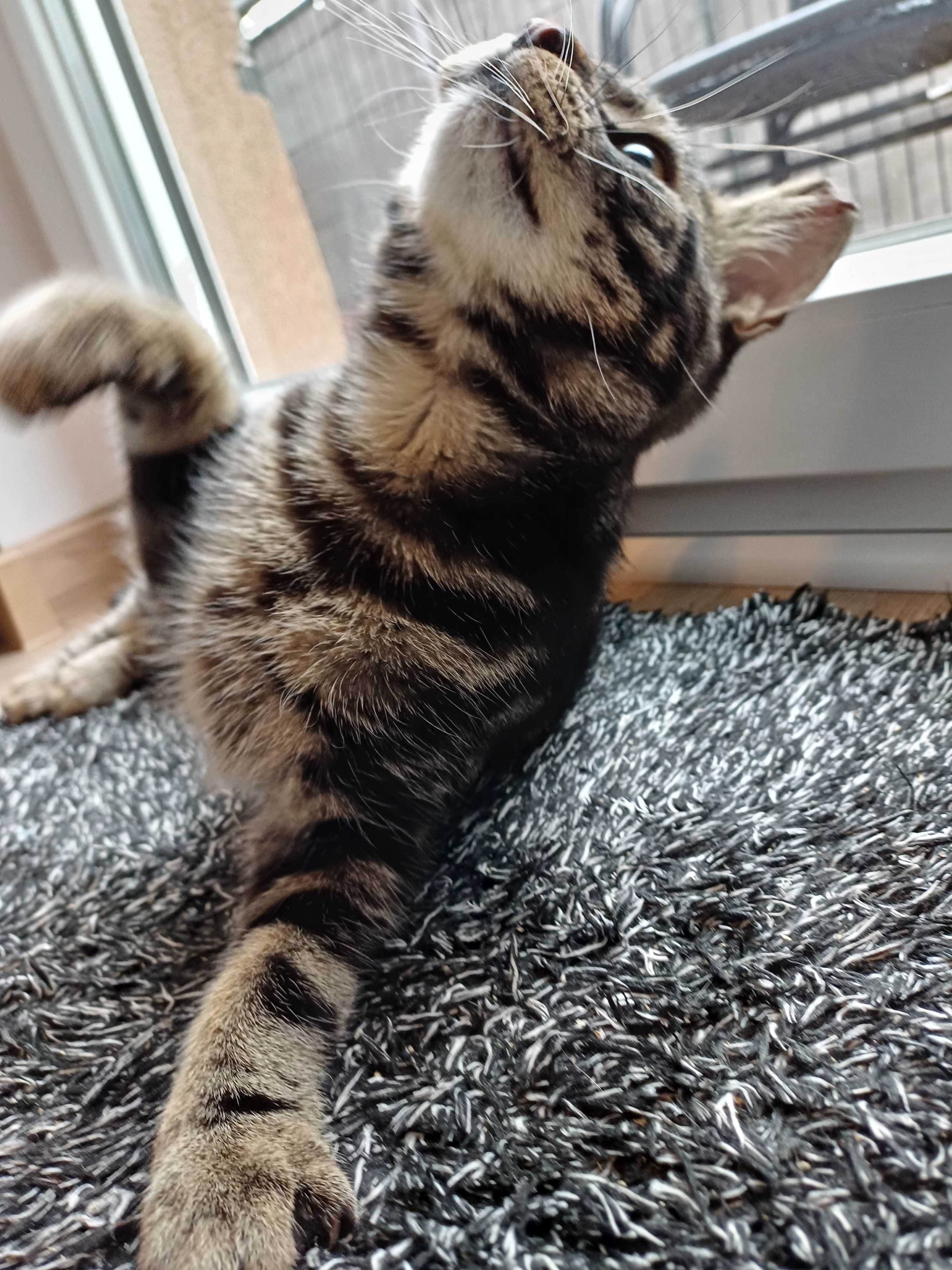 Wincent, Wini, Centuś - uroczy kocurek do adopcji