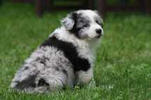 Border collie ZKWP FCI piesek blue merle