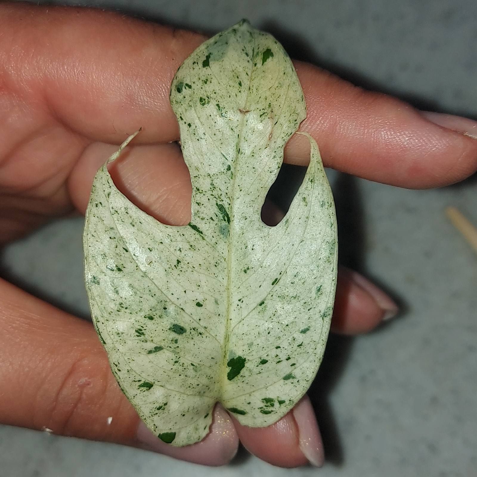 epipremnum pinnatum marble variegata