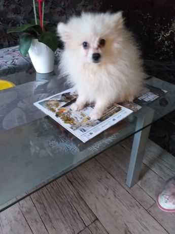 Szpic miniaturowy Pomeranian