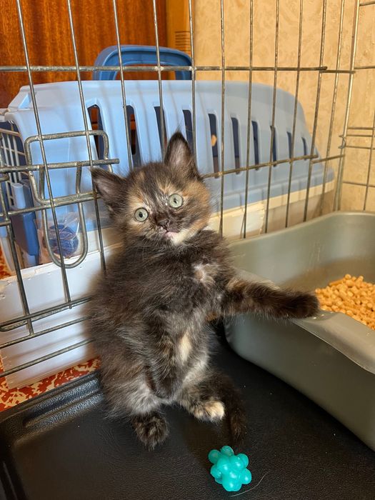 Котята котики отдам котенок