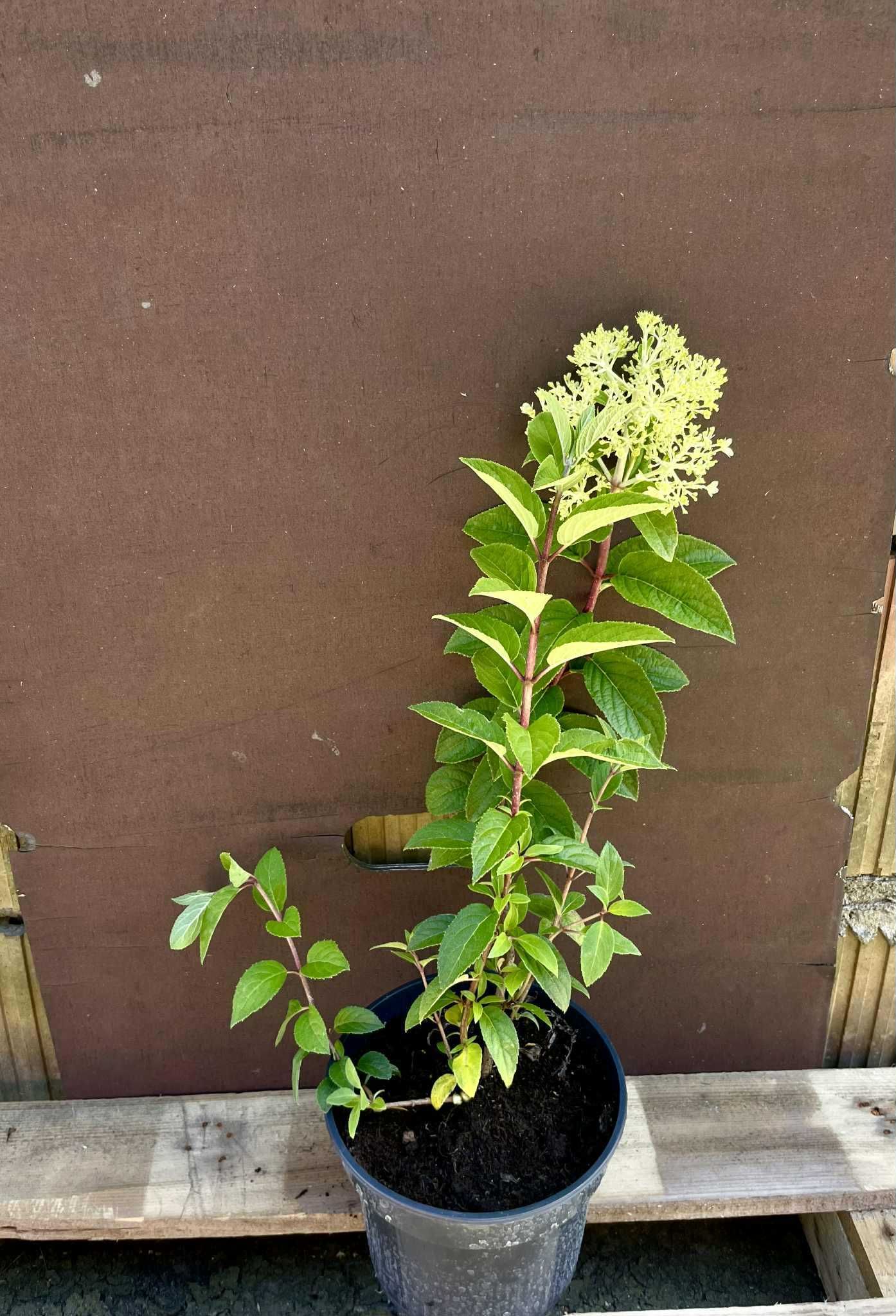 Hortensja bukietowa hortensje 2l pakiet 10 szt