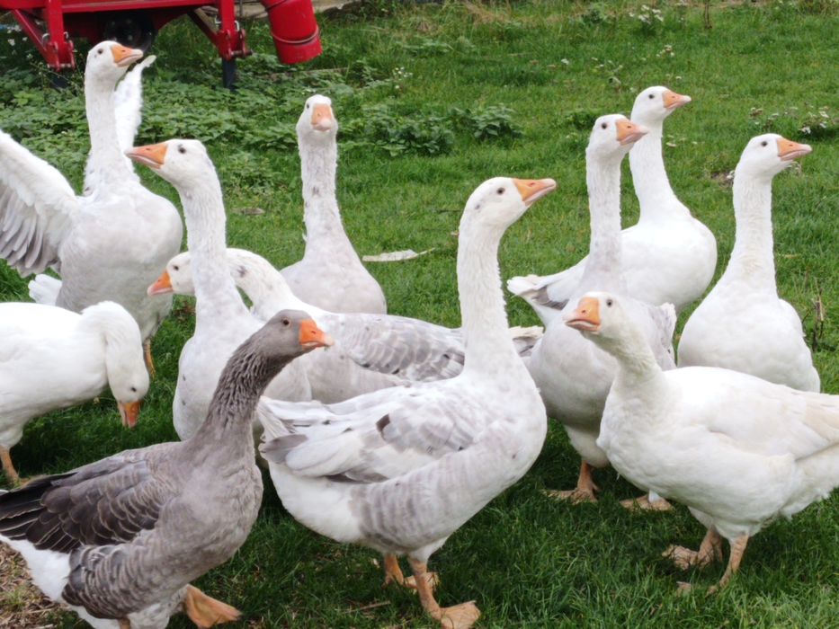 Sprzedam Gęsi  mlode