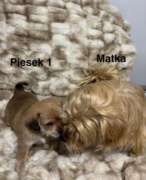 Prześliczne szczeniaki szukają kochajacego domu