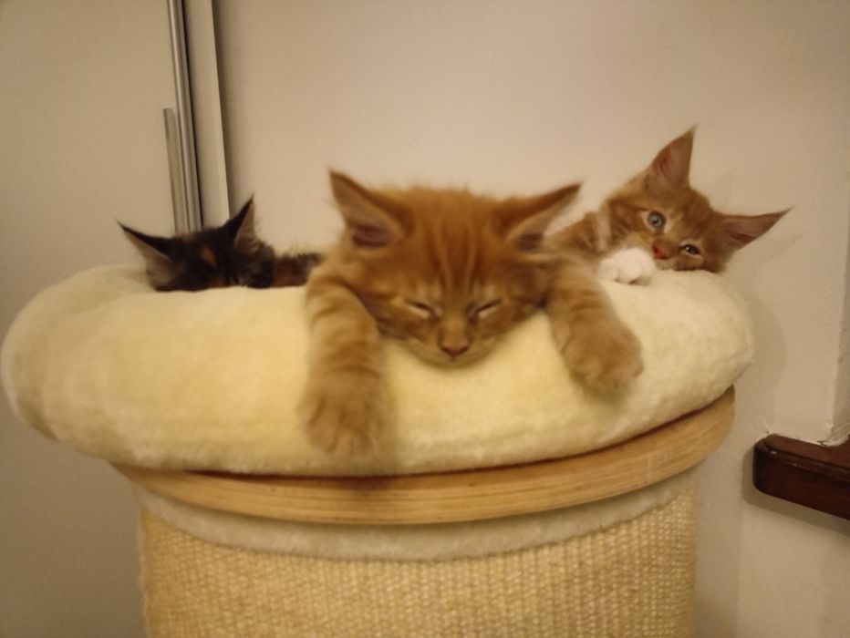 Kocurek Maine Coon Rodowód FPL