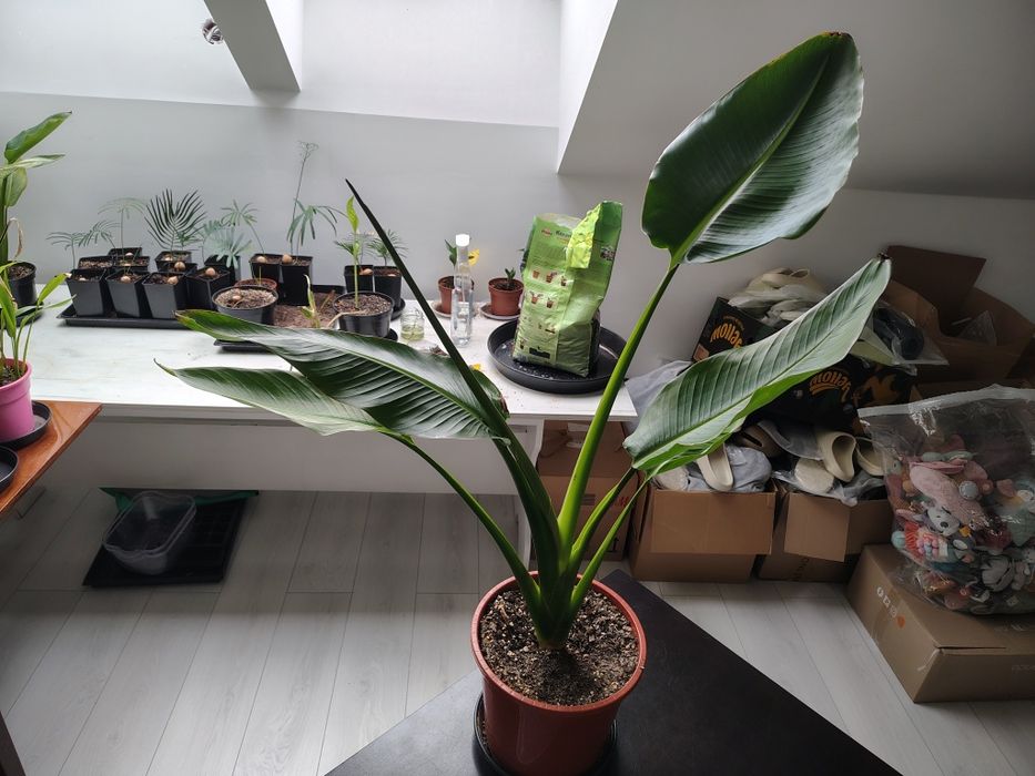 Ravenala Madagascariensis - drzewo podróżnika -Pielgrzan madagaskarski