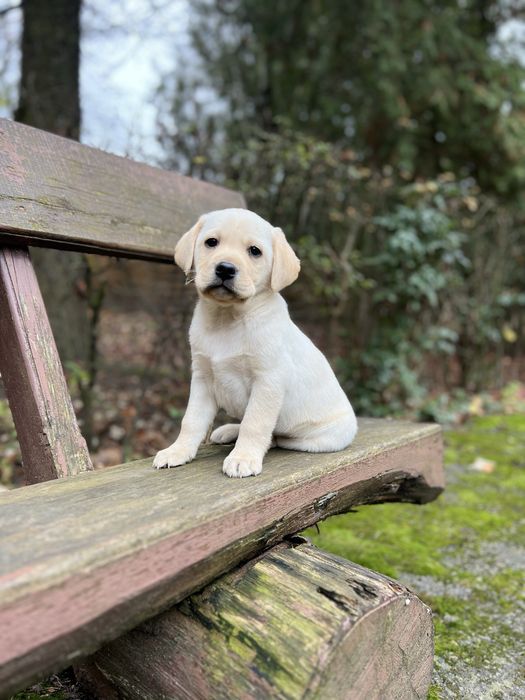 Хлопчики Палевого Лабрадора до Миколая