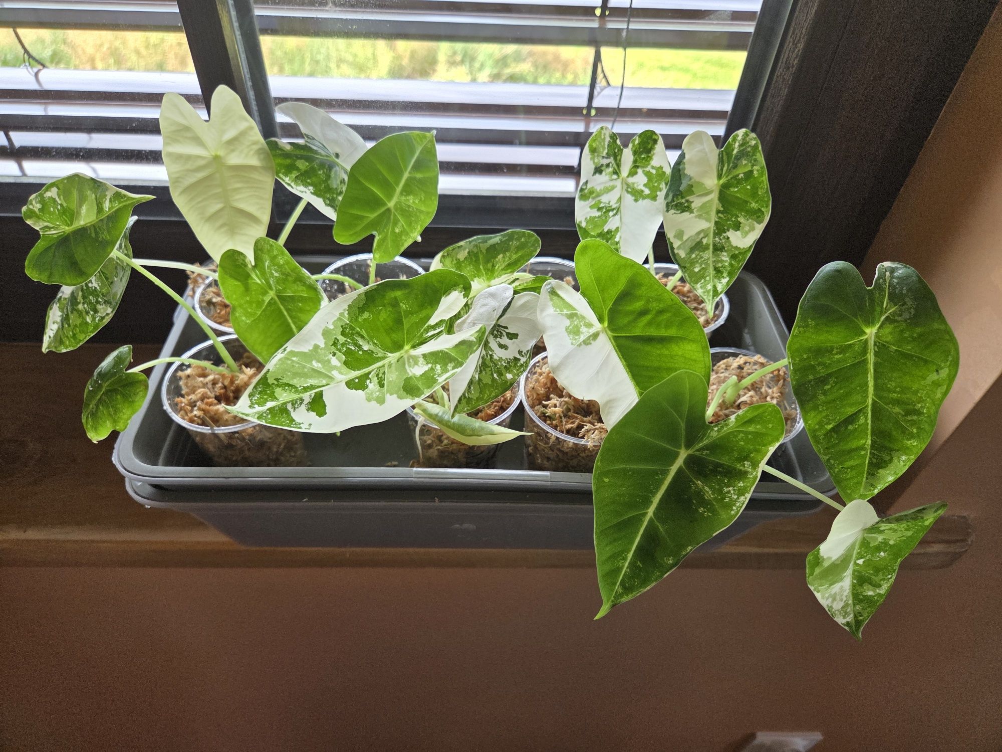 Alocasia frydek variegata