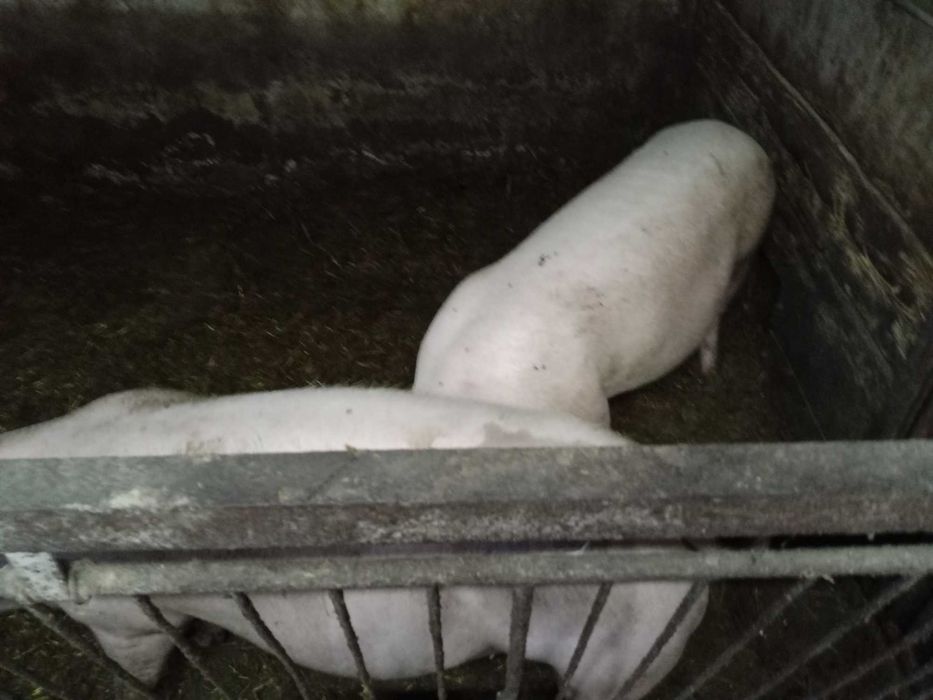 Młode Loszki prosne