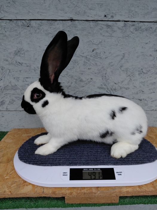 Olbrzym srokacz czarny, króliki, samiec