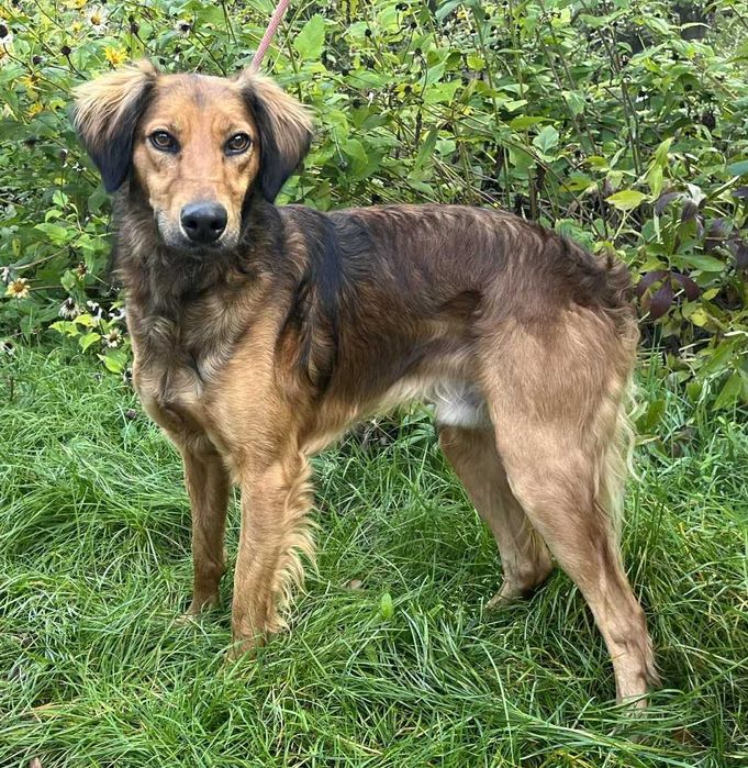 Bursztyn- delikatny psiak w typie charta