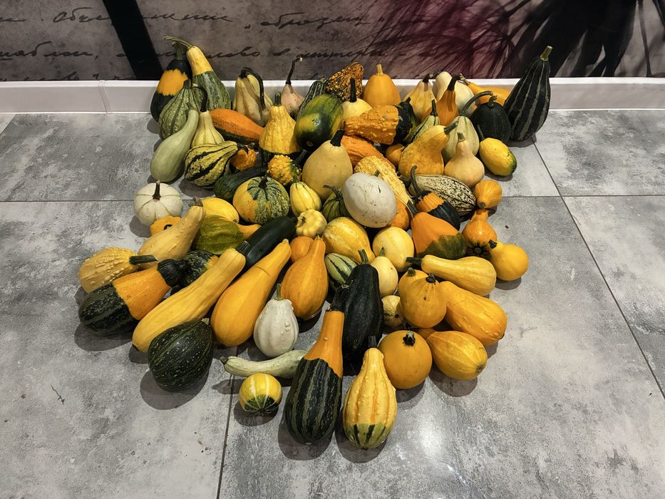 Dynia ozdobna mix 10kg